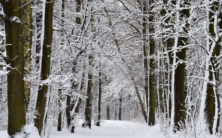 Odkrywamy tajemnice warszawskich lasów