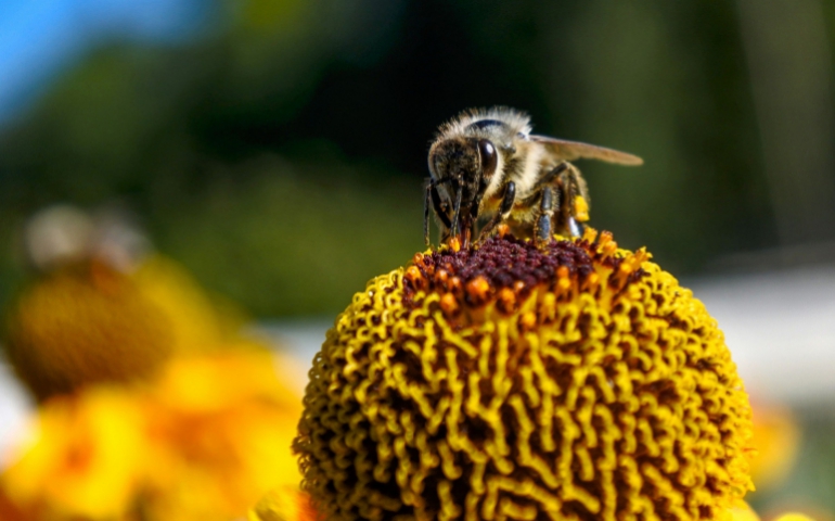  Uniwersytet Rolniczy zaprasza na XVIII Ogólnopolskie Dni Owada 