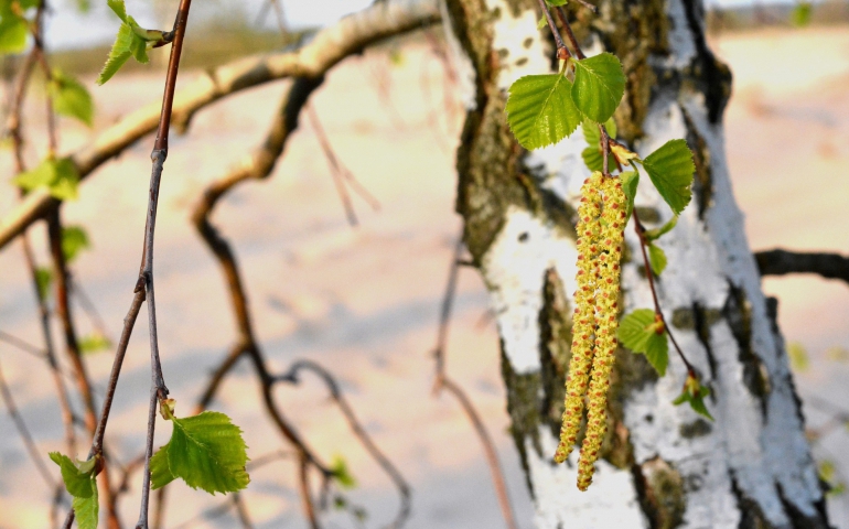Tych drzew w Krakowie już nie będzie. A jakie powinny się pojawić?