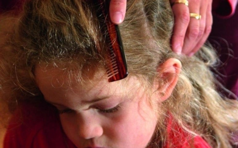 Wszawica wróciła do szkół i przedszkoli