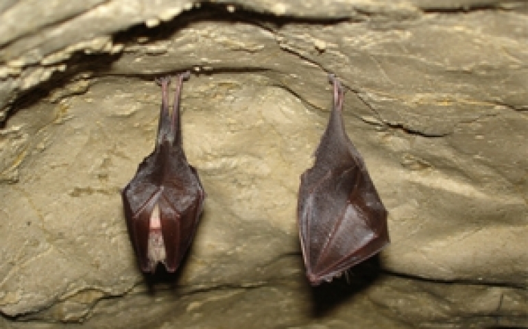 Oko w oko z jaskiniowcami