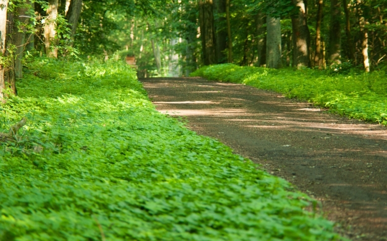 Idziemy do lasu… warszawskiego